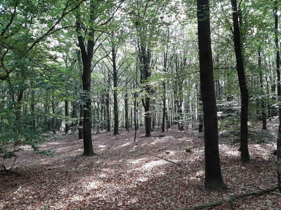 Vakantiehuis Eikzicht Gelegen Aan Het Bos Elsloo  エクステリア 写真